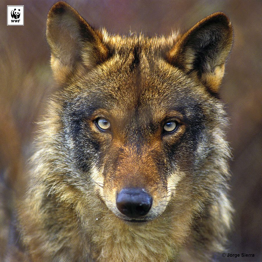 Publicación de Instagram